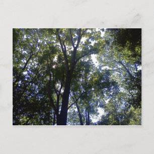 Zuhause von Elfen Postkarte