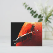 Zukunft Manned Mars Mission Olympus Mons Postkarte (Stehend Vorderseite)