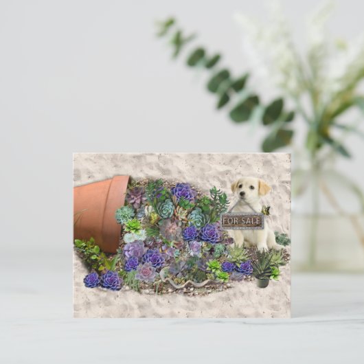 Zum Verkauf angebotene Succula Postkarte (Stehend Vorderseite)