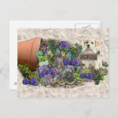 Zum Verkauf angebotene Succula Postkarte (Vorne/Hinten)