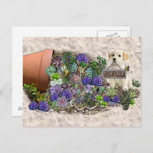 Zum Verkauf angebotene Succula Postkarte (Vorne/Hinten)