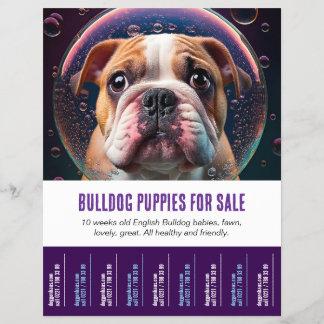 Zum Verkauf von Bulldog Welpen Flyer