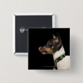 Zunge aus Schwarz und Weiß Rat Terrier Button (Vorne & Hinten)