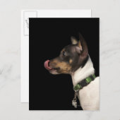 Zunge aus Schwarz und Weiß Rat Terrier Postkarte (Vorne/Hinten)