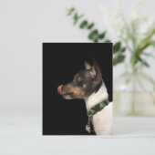 Zunge aus Schwarz und Weiß Rat Terrier Postkarte (Stehend Vorderseite)