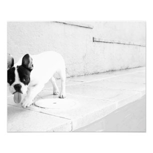Zunge der französischen Bulldogge heraus Fotodruck