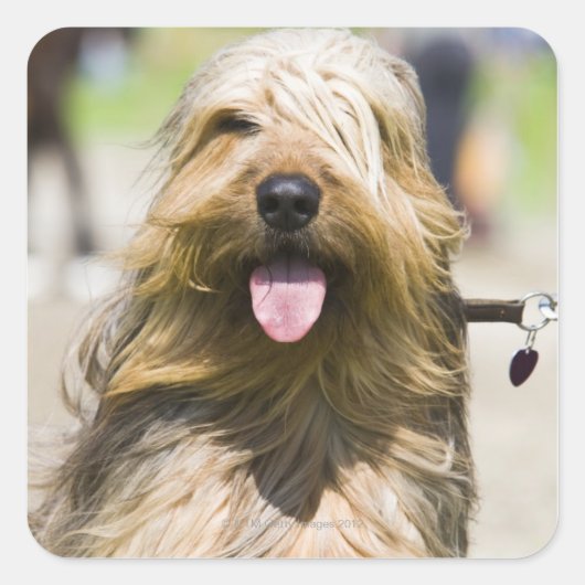 Zunge, langes Haar, Portrait Quadratischer Aufkleber (Vorderseite)