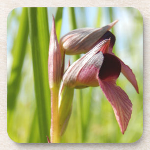 Zunge Orchid Hartplastik-Untersetzer Untersetzer
