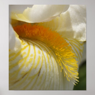 Zur Liebe von Iris Poster