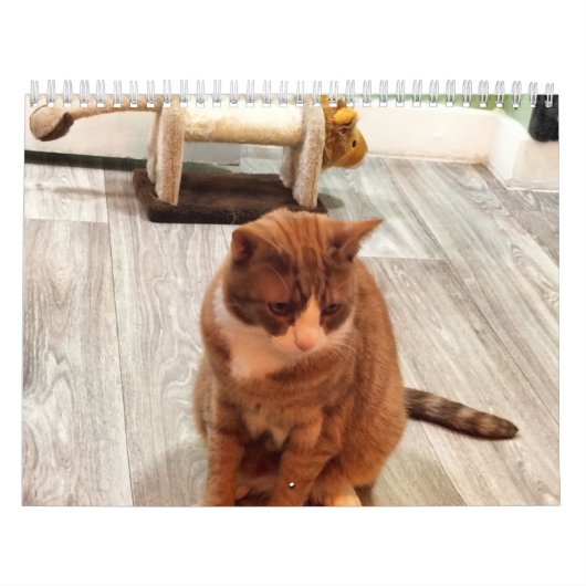 Zur Liebe von Katzen Kalender (Titelbild)