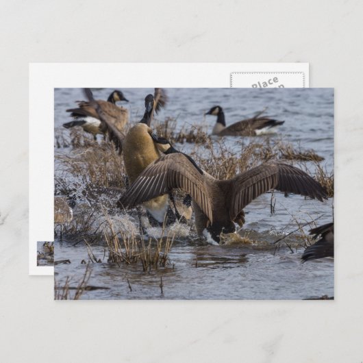 Zurück aus postkarte (Vorne/Hinten)