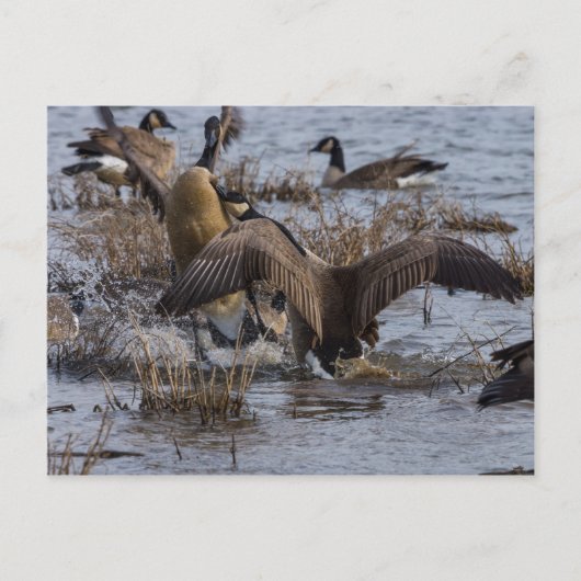 Zurück aus postkarte (Vorderseite)