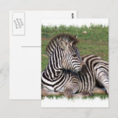 Zurück der Zebra-Postkarte Postkarte (Vorne/Hinten)
