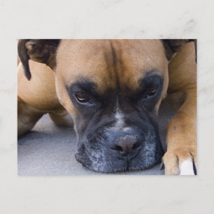 Zurücksetzen der Boxer-Dog-Postkarte Postkarte