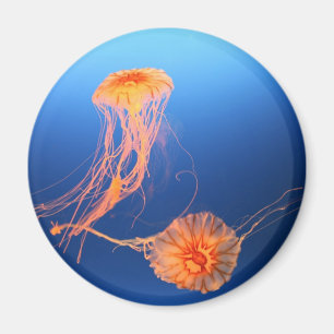 Zusammen schwimmen magnet
