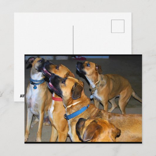 Zusammen sind sie Eins Postkarte (Vorne/Hinten)