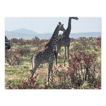 Zusammen über die Savanne – Zwei Giraffen Foto