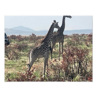 Zusammen über die Savanne – Zwei Giraffen Foto