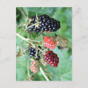 Zusammenfassung Beschreibung BlackBerry in einer R Postkarte