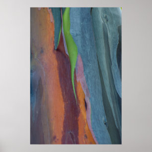 Zusammenfassung des Regenbogen-Gumibaums Poster