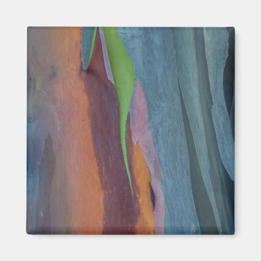 Zusammenfassung des Regenbogen-Gumminbaums Magnet (Vorne)