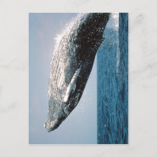 Zusammenfassung Humpback Whale ( Megaptera novaean Postkarte
