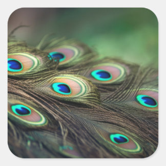 Zusammensetzung der hellen Pfauenfedern Quadratischer Aufkleber