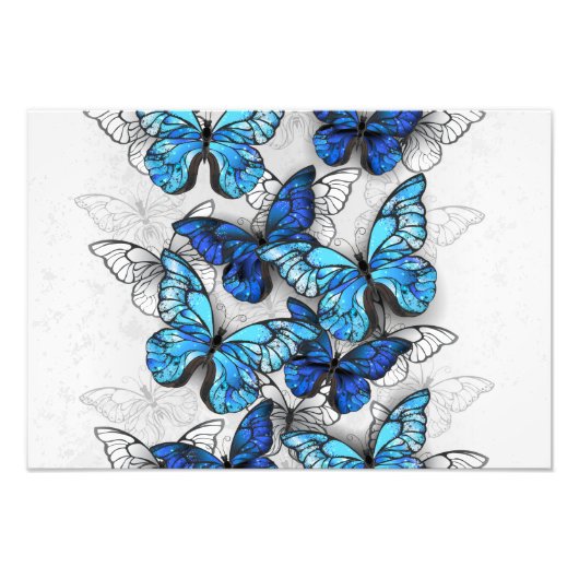 Zusammensetzung von White und Blue Butterflies Fotodruck (Vorne)