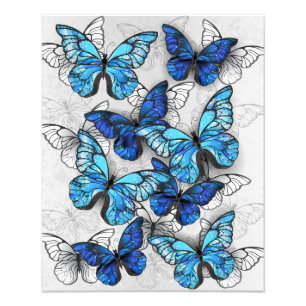 Zusammensetzung von White und Blue Butterflies Fotodruck