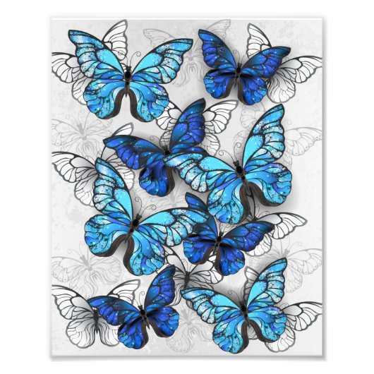 Zusammensetzung von White und Blue Butterflies Fotodruck (Vorne)