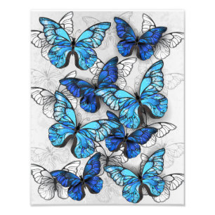 Zusammensetzung von White und Blue Butterflies Fotodruck