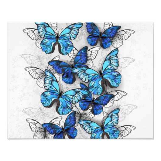 Zusammensetzung von White und Blue Butterflies Fotodruck (Vorne)