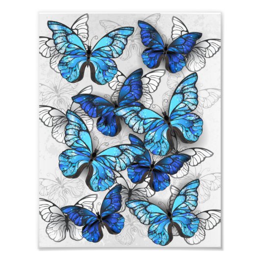 Zusammensetzung von White und Blue Butterflies Fotodruck (Vorne)