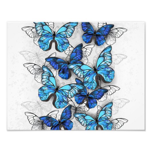 Zusammensetzung von White und Blue Butterflies Fotodruck (Vorne)