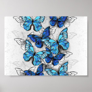 Zusammensetzung von White und Blue Butterflies Poster