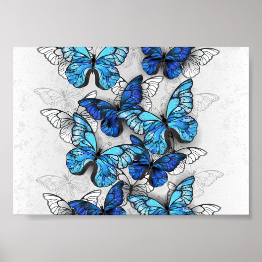 Zusammensetzung von White und Blue Butterflies Poster (Vorne)