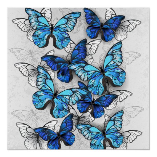 Zusammensetzung von White und Blue Butterflies Poster (Vorderseite)