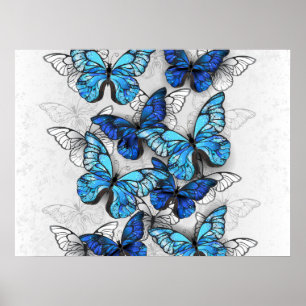 Zusammensetzung von White und Blue Butterflies Poster