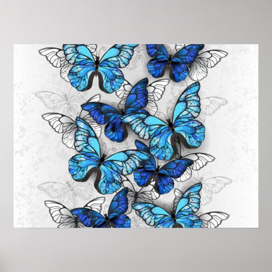 Zusammensetzung von White und Blue Butterflies Poster (Vorne)