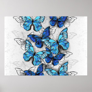 Zusammensetzung von White und Blue Butterflies Poster