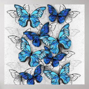 Zusammensetzung von White und Blue Butterflies Poster