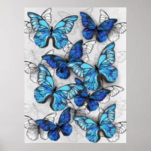 Zusammensetzung von White und Blue Butterflies Poster