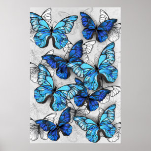 Zusammensetzung von White und Blue Butterflies Poster