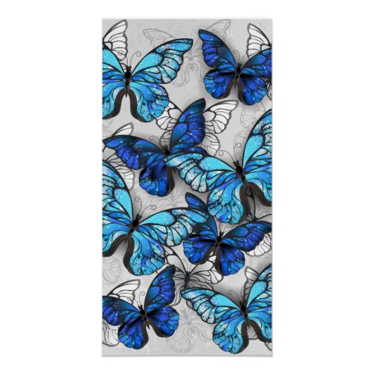 Zusammensetzung von White und Blue Butterflies Poster (Vorderseite)