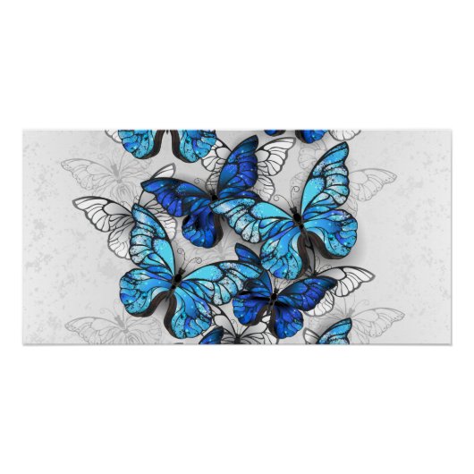 Zusammensetzung von White und Blue Butterflies Poster (Vorderseite)