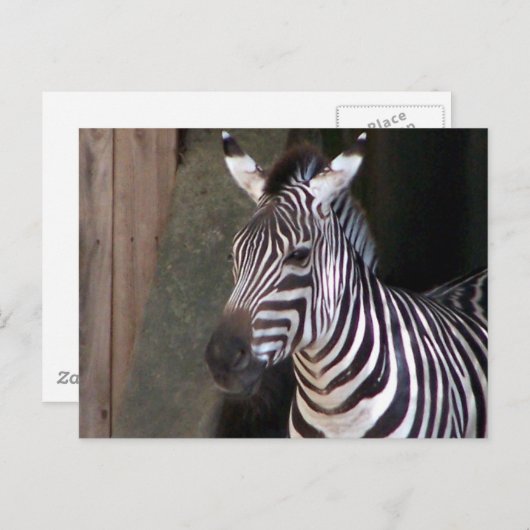 Zuschüsse zebra postkarte (Vorne/Hinten)