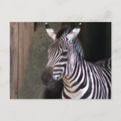 Zuschüsse zebra postkarte (Vorderseite)