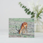 ZuschussGazelle Postkarte (Stehend Vorderseite)