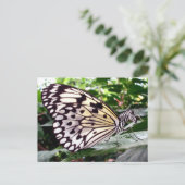 Zutterfly-Postkarte Postkarte (Stehend Vorderseite)
