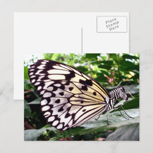 Zutterfly-Postkarte Postkarte (Vorne/Hinten)